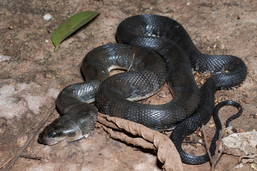Homalopsis