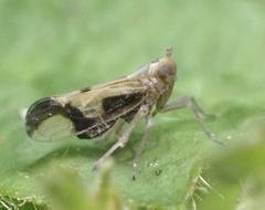 Euides basilinea