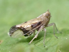 Euides basilinea