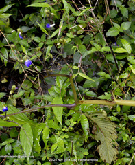 Rhynchoglossum