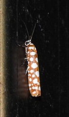 Atteva charopis