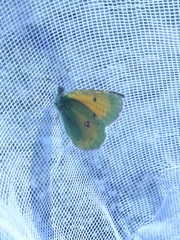Colias hecla