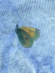 Colias hecla