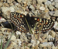Euphydryas editha bayensis