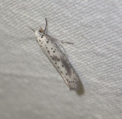 Yponomeuta irrorellus