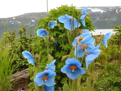Meconopsis grandis