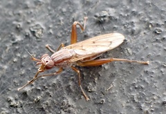 Sepedon spinipes