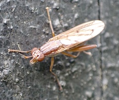 Sepedon spinipes
