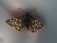 Pyrgus centaureae