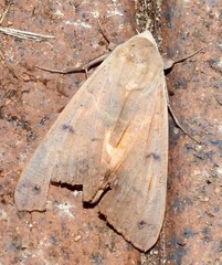Ophiusa disjungens