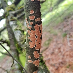 Aleurodiscus wakefieldiae