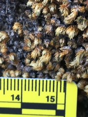 Selaginella eremophila