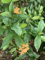 Ixora congesta