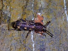 Xylinada