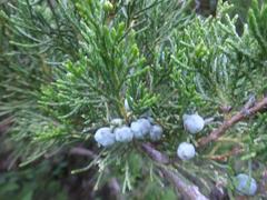 Juniperus sabina