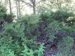 Juniperus sabina