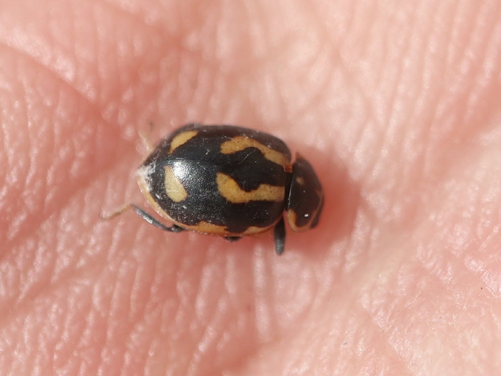 Hippodamia arctica