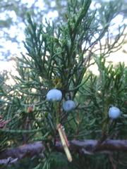 Juniperus sabina