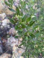 Prostanthera caerulea