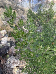 Prostanthera caerulea