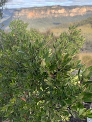 Prostanthera caerulea