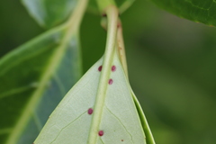 Wilsonomyces carpophilus