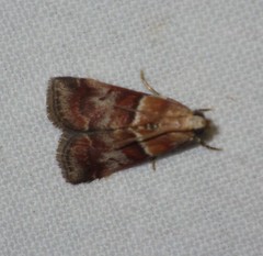 Acrobasis repandana