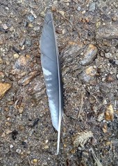 Garrulus lanceolatus