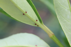 Wilsonomyces carpophilus
