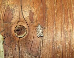 Nyctegretis triangulella