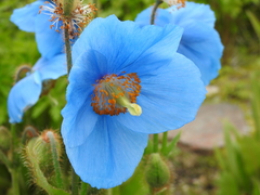 Meconopsis grandis