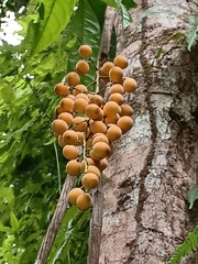 Mallotus repandus