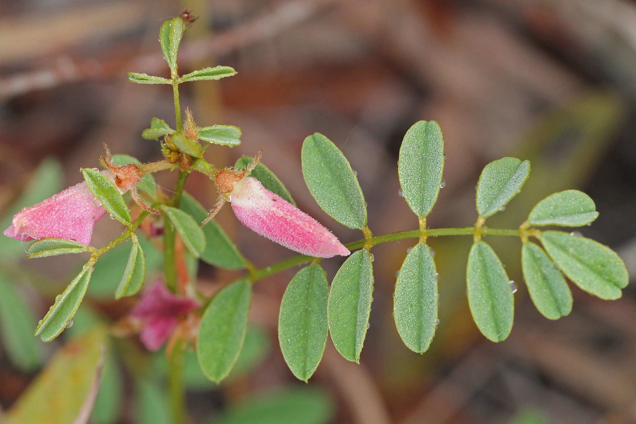 Tephrosia florida