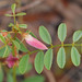 Florida Hoarypea - Photo (c) Mary Keim, some rights reserved (CC BY-NC-SA)