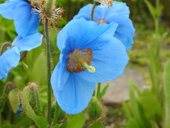 Meconopsis grandis