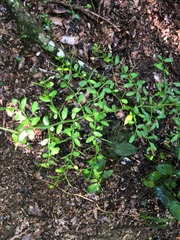 Everistia vacciniifolia nervosa