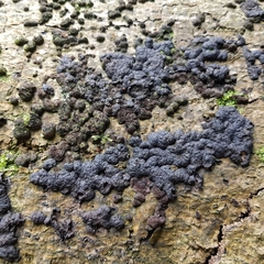 Jackrogersella cohaerens