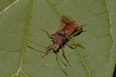 Gralliclava australiensis