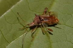 Gralliclava australiensis