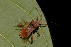 Gralliclava australiensis