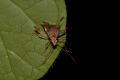 Gralliclava australiensis