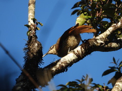 Ptiloris paradiseus