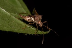 Gralliclava australiensis