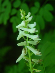 Corydalis caseana hastata