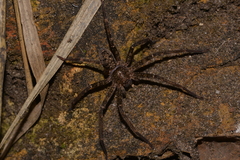 Heteropoda renibulbis