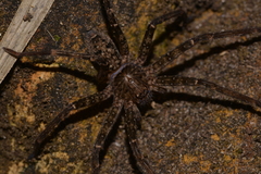 Heteropoda renibulbis