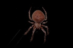 Araneidae