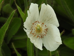 Meconopsis paniculata