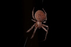 Araneidae