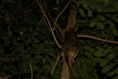 Trichosurus vulpecula arnhemensis